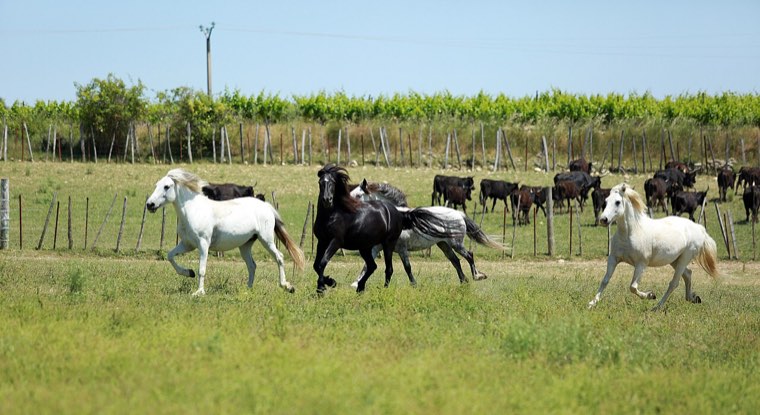 Camargue